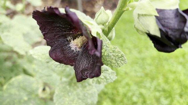 Hollyhock, Alcea rosea