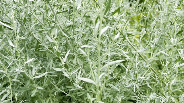 Provence wormwood, Artemisia