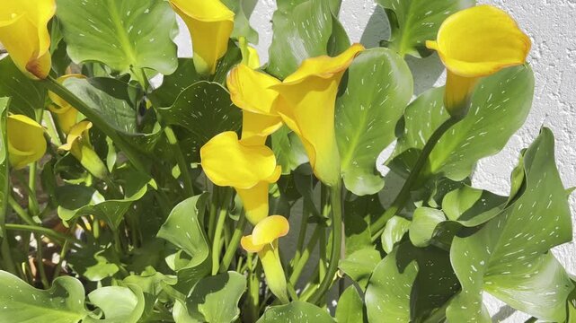 Zantedeschia