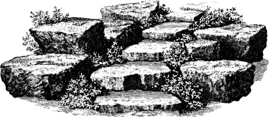 Obraz premium Vintage engraved illustration of stone path with moss for garden design