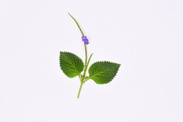 Brazilian Tea Flower (Stachytarpheta jamaicensis) with white background, Green leaves