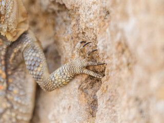 lizard claw