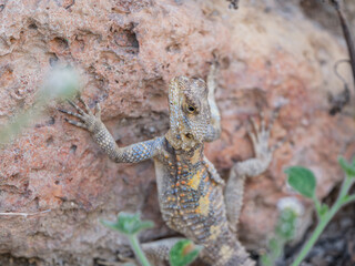 a beautiful lizard on the rock