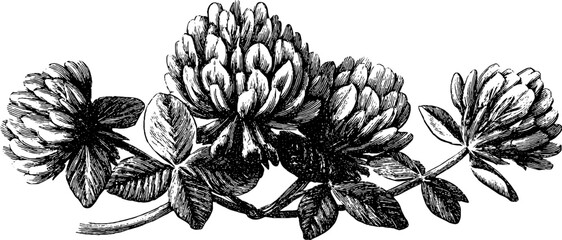 Vintage engraved illustration of wild clover with rounded leaves for retro design