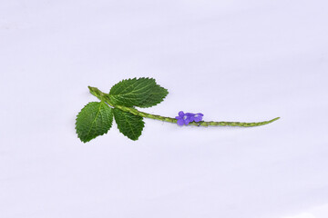 Brazilian Tea Flower (Stachytarpheta jamaicensis) with white background, Green leaves