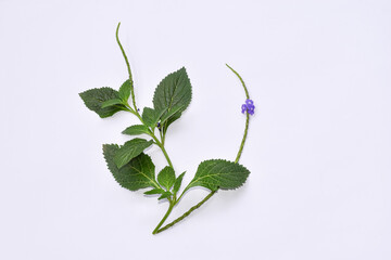 Brazilian Tea Flower (Stachytarpheta jamaicensis) with white background, Green leaves