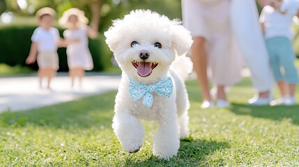 Playful Pup's Promenade: A joyous bichon frise puppy with a charming bowtie bounds across a sun-dappled lawn, its fluffy white coat contrasting delightfully against the vibrant green grass.