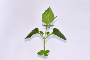 Brazilian Tea Flower (Stachytarpheta jamaicensis) with white background, Green leaves