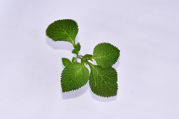 Brazilian Tea Flower (Stachytarpheta jamaicensis) with white background, Green leaves