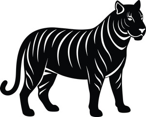 Tiger silhouette on white background