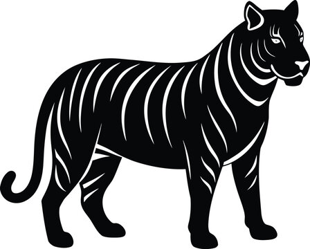 Tiger silhouette on white background