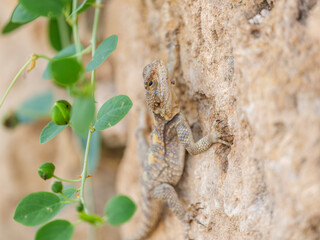 a beautiful lizard on the rock