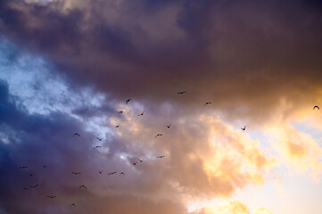 Birds flying in the cloudy sunset sky