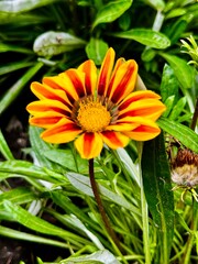 Glazaniya flower with yellow petals close-up
