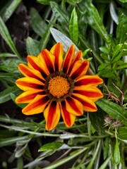 Glazaniya flower with yellow petals close-up