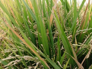 The perfect (sexual) stage of Ustilaginoidea virens, the fungus that causes rice false smut