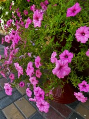blooming pink and white petunia flowers outdoors