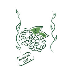 Vector icon of raspberry and plant on background in doodle style. Vector logo of raspberry in doodle style. Only proper nutrition. Also this illustration can be used as a sticker for products.