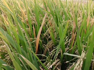 The perfect (sexual) stage of Ustilaginoidea virens, the fungus that causes rice false smut