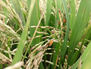 The perfect (sexual) stage of Ustilaginoidea virens, the fungus that causes rice false smut
