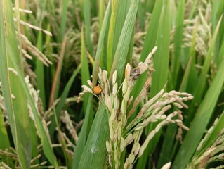 Fototapeta premium The perfect (sexual) stage of Ustilaginoidea virens, the fungus that causes rice false smut