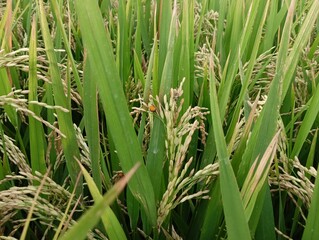 The perfect (sexual) stage of Ustilaginoidea virens, the fungus that causes rice false smut