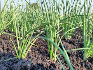 A close-up of a green onion plant (or a similar allium species) with a small, light-colored larva on one of its stalks. The background shows more plants and dark soil.