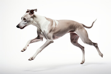 Dynamic studio shot of playful dog breed, showcasing its sleek and agile form against pure white background. dog energetic pose captures sense of motion and vitality