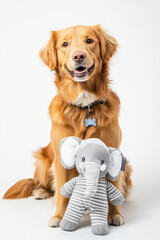 Golden retriever sits proudly with gray striped elephant plush toy, exuding joyful and playful vibe. dog wears blue bone shaped tag, adding touch of charm to scene