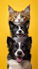 Three adorable pets, cat and two dogs, are stacked vertically against vibrant yellow background, showcasing their playful and cheerful expressions