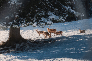 Cervi nel bosco