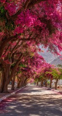 Naklejka premium A vibrant pink bougainvillea-lined avenue