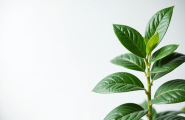 Fototapeta premium Green plant with glossy leaves on a white background creating space for text or design elements