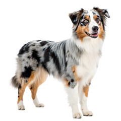 Fototapeta premium blue merle australian shepherd dog full body portrait png merle coat Aussie Shepherd PNG dog breed photography isolate png transparent background image