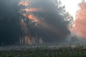 Sun Rays Breaking Through Morning Forest Mist