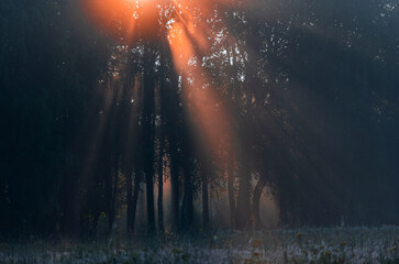 Silent Forest Awakening in Morning Fog
