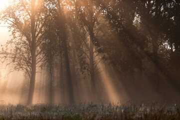 Soft Beams Through the Morning Fog
