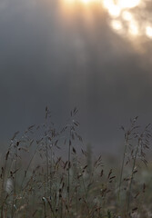 Tranquil Grassland in the First Light