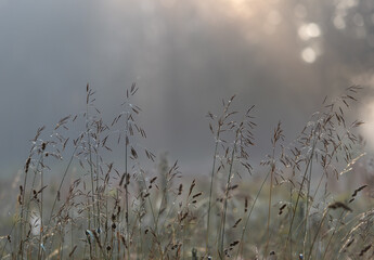 Delicate Morning Dew on Wild Grass in Soft Light