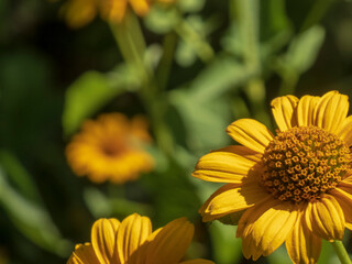 Bright yellow coneflowers in soft morning light