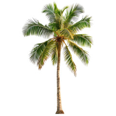 Isolated coconut palm tree. Lush green fronds radiate from a tall, light brown trunk