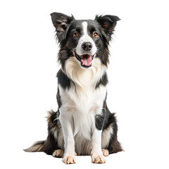 Fototapeta premium border collie in sitting position smiling on png seated Collie smile portrait png friendly dog pose png pet photography isolate png transparent background image
