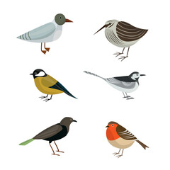Bird Vector Set Collection Design Illustration
