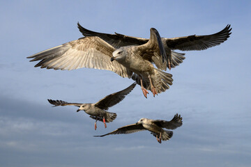 Herring Gull - flock of juvenile birds
