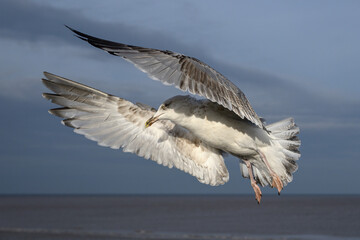 Herring Gull - adult bird
