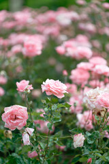 Beautiful pink roses in a rose field with bokeh effect