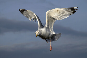 Herring Gull - adult bird with only one leg