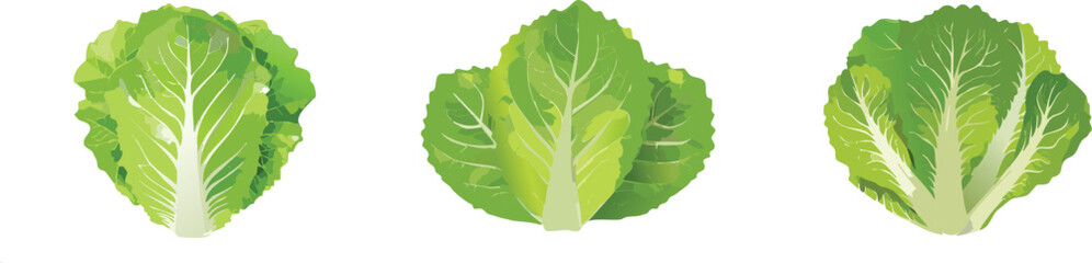 Romaine lettuce vector illustration set - green salad vector set