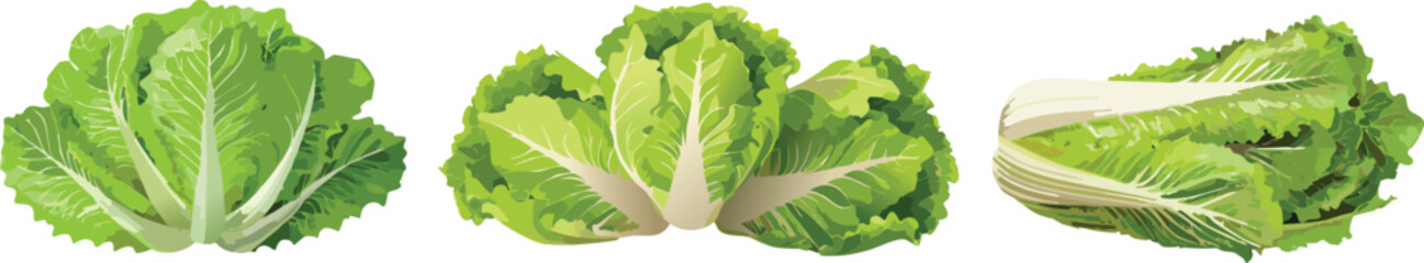 Green fresh lettuce bundle - vector illustration set