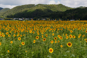 ひまわり畑2025 02